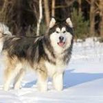 Dog Breeds For Cold Weather