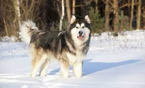 Dog Breeds For Cold Weather