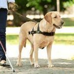 Get Paid To Have A Therapy Dog