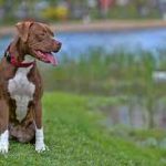 Temperament In Pit Bulls