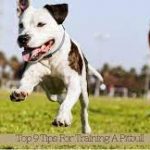 Train Your Pit Bull With Positive Methods