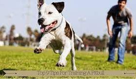 Train Your Pit Bull With Positive Methods