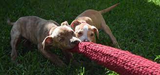 Teach Your Pit Bull To Have A Soft Mouth