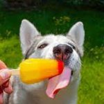 To Prevent Heat Exhaustion In Your Dog
