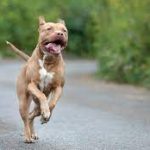 To Find A Pitbull In America