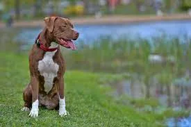Temperament In Pit Bulls