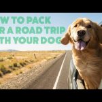 Dog Safe While Car Trips