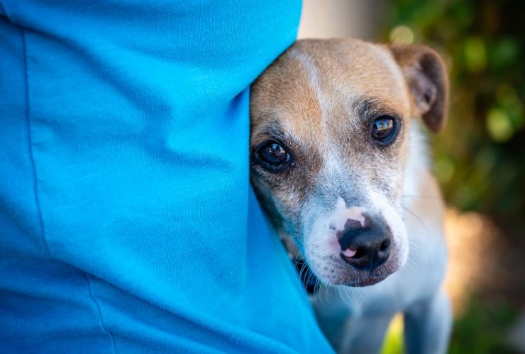 Dog Stumbles Into The Room