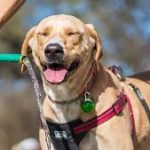 Pit Bull Is Suffering From Heat Stroke