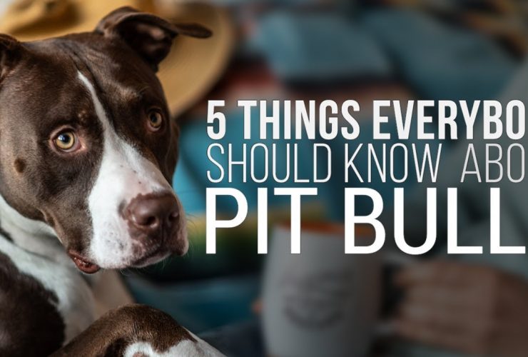 Should Know About Pit Bulls