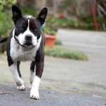 Adopt an American Pit Bull