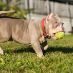 Buying A Pit Bull Puppy