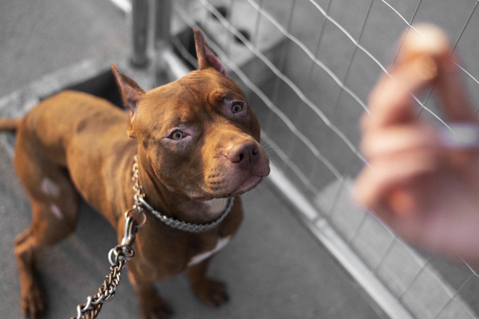 Before Adopting A Pit Bull