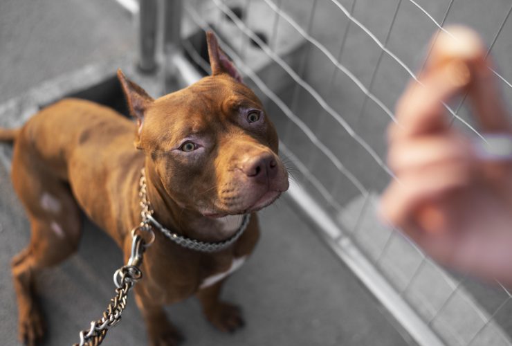 Before Adopting A Pit Bull