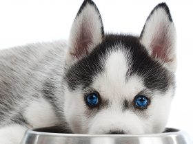 Temperament In A Dog