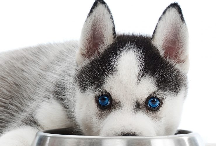 Temperament In A Dog