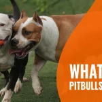 Pit Bull Is A Purpose-Bred Dog