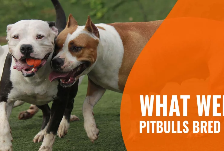 Pit Bull Is A Purpose-Bred Dog