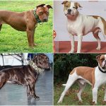 Types of Pitbulls