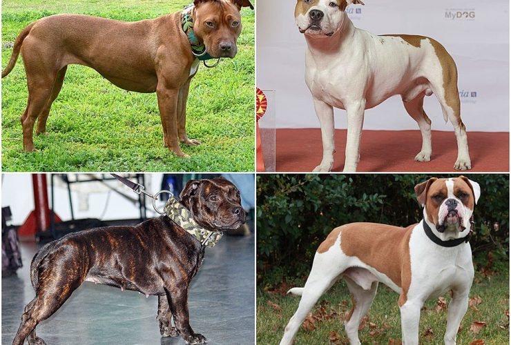 Types of Pitbulls