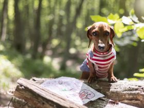 5 Awesome Dog Kickstater Projects You Can’t Pass Up