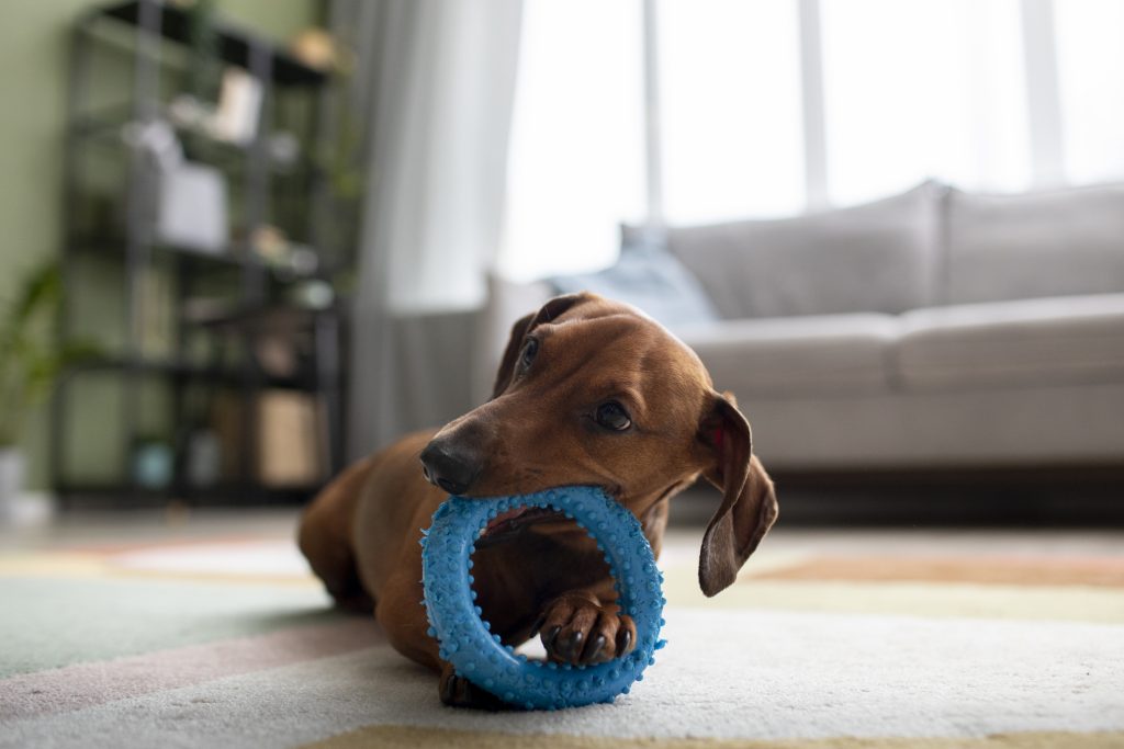 The Best Dog Toy Brands: Quality Toys For Your Canine