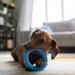 The Best Dog Toy Brands: Quality Toys For Your Canine
