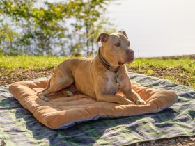 The American Pit Bull Terrier