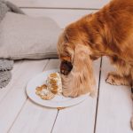 7 Best Foods for Yorkies