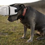 Dog In America's Augmented Reality