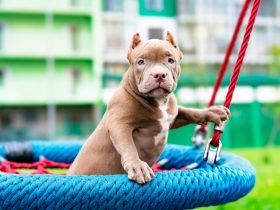 Positive American Pit Bull Terrier