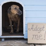 Choose a Pit Bull-Friendly Kennel