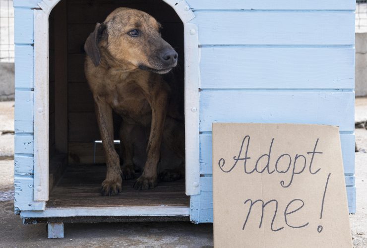 Choose a Pit Bull-Friendly Kennel