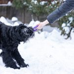 Pawesome Kibble Picks