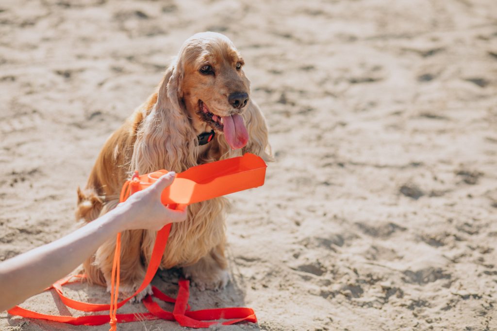 The 4 Best Dog Water Toys
