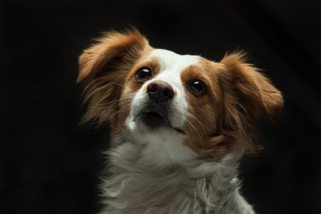 Dog Breeds That Won't Mess With Your Hair