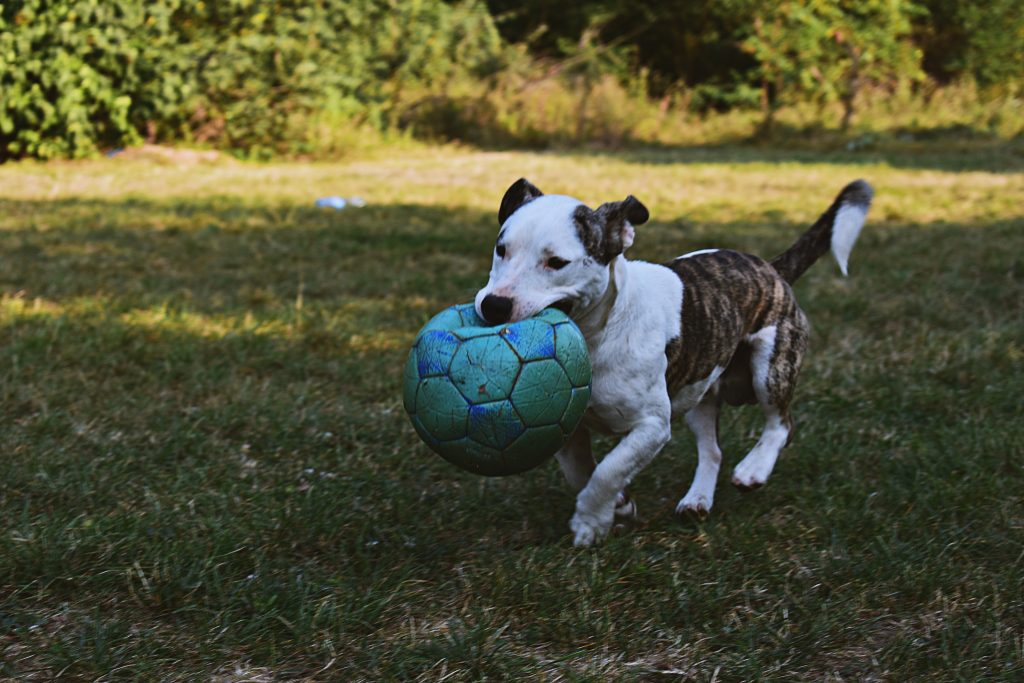 Dog Proof Soccer Balls