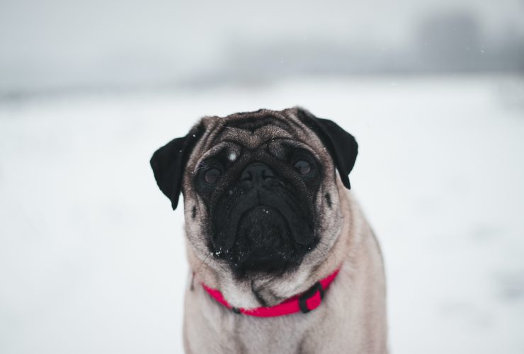 The Red Flags In A Pit Bull