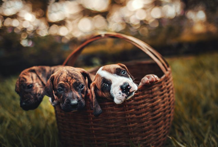 Canine Cubbies and Doggy Baskets For All Pets