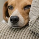 How To Get The Best Deals For Your Dog On Pets