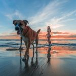 Vacations To Visit With Your Dog