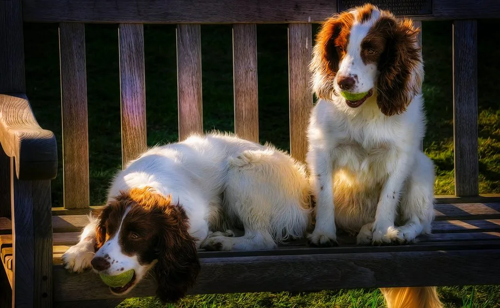 Are Tennis Balls Bad for Dogs