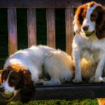 Are Tennis Balls Bad for Dogs