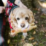 A One-Of-A-Kind Dog Toy