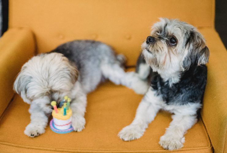Essential Toys For Poms