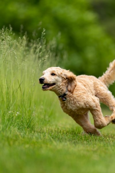 Dogs In The World With Curly Hair