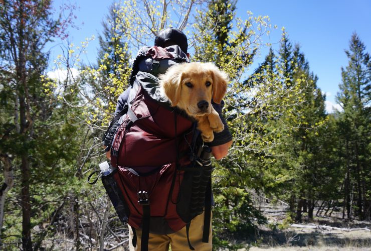 Announcing The New Deal Code For A Free Bag Of Dog Treats