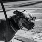 Adopt A Pit Bull Mastiff Mix