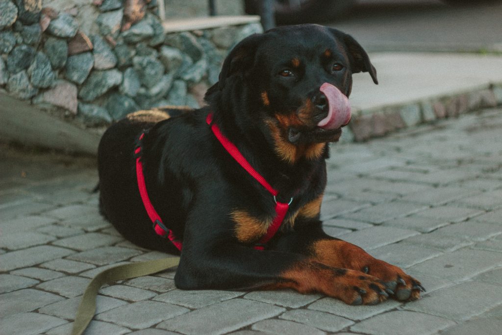 The World's First Rottweiler-Mix Dog