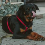 The World's First Rottweiler-Mix Dog